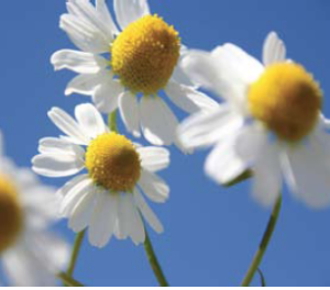 Chamomile_Sooner_Relief