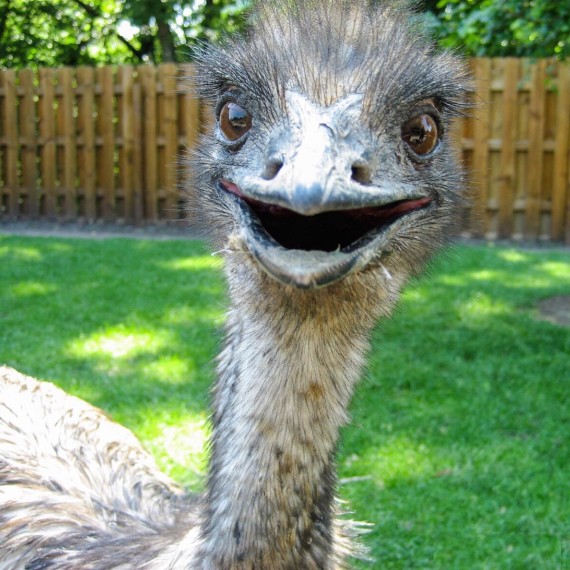 Emu 