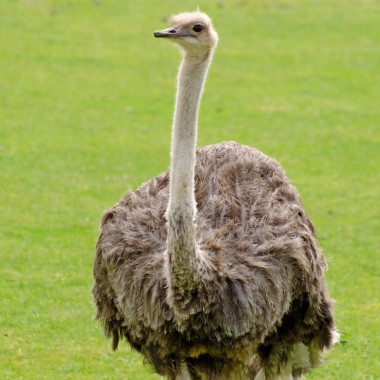 emu